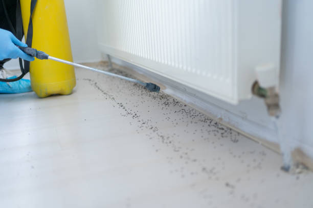 Best Bed Bug Extermination  in Head Of The Harbor, NY